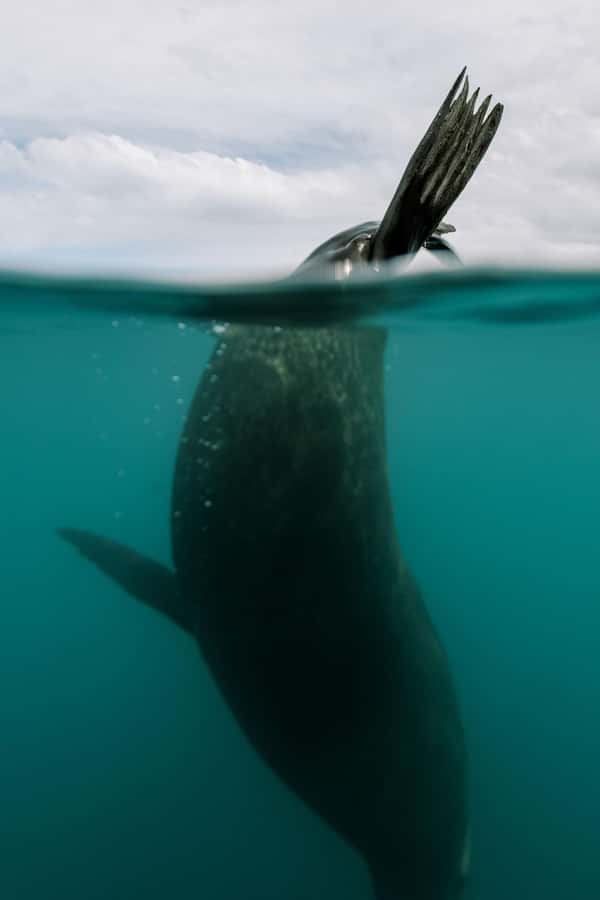 Kaikoura: Seal-Watching Pedal Kayak Tour - Fur seals, penguins, and birds on the water
