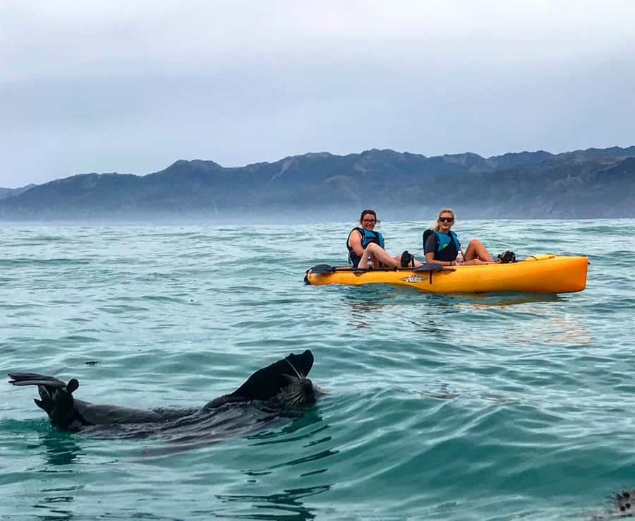 Kaikoura: Seal-Watching Pedal Kayak Tour - What the experience feels like for beginners