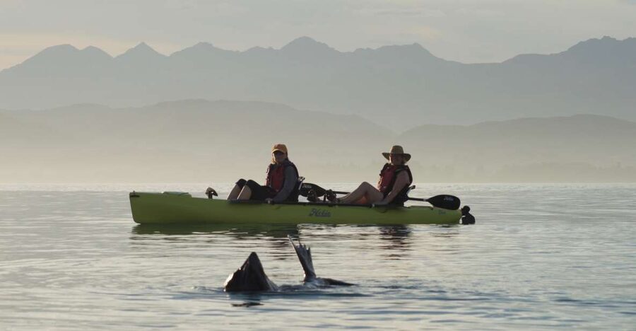 Kaikoura: Seal-Watching Pedal Kayak Tour - A respectful way to see Kaikoura wildlife