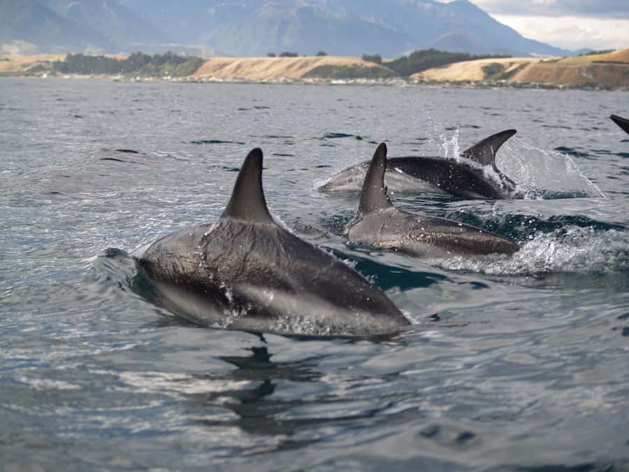 Kaikoura: Sunset Evening Kayaking Tour - Key points to know before you book