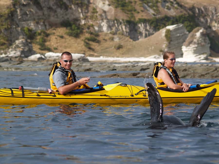 Kaikoura: Sunset Evening Kayaking Tour - Possible dolphins, penguins, albatross, and stingrays