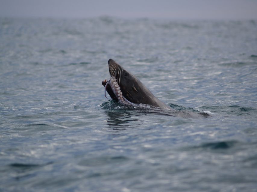 Kaikoura: Sunset Evening Kayaking Tour - Is $95 good value for three hours?
