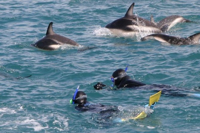 Kaikoura Swim with Dolphins Tour from Christchurch - Entering the Pacific for the swim