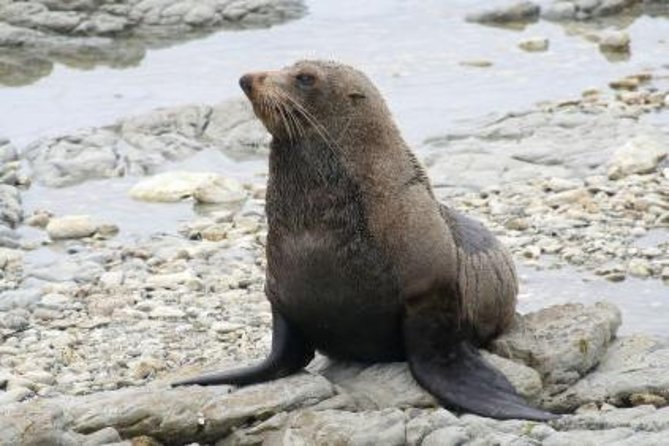 Kaikoura Swim with Dolphins Tour from Christchurch - Weather, cancellations, and the risk you accept