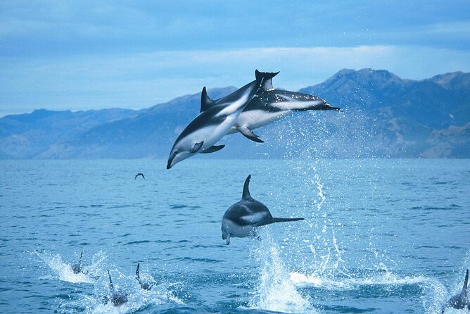 Kaikoura Whale and Dolphin Overnight Tour from Christchurch - Why Kaikōura works so well for a wildlife trip