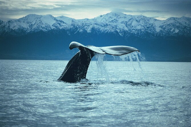 Kaikoura Whale and Dolphin Overnight Tour from Christchurch - Fur seals and the dusky dolphin swim