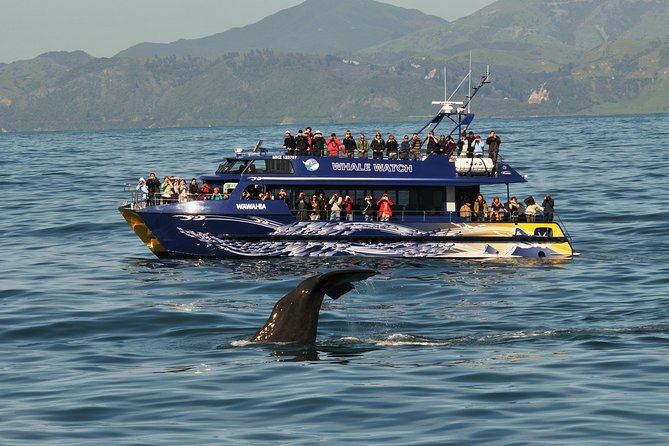 Kaikoura Whale Watch Day Tour from Christchurch - The Whale Watch Kaikoura cruise