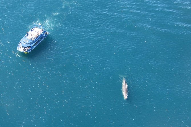 Kaikoura Whale Watch Day Tour from Christchurch - What happens if the whale cruise changes