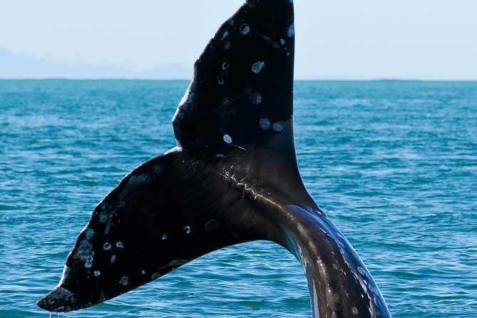 Kaikoura Whale Watch Day Tour from Christchurch - The seal colony and Kaikoura’s coastal wildlife