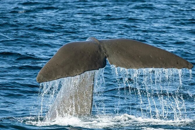Kaikoura Whale Watch Day Tour from Christchurch including Coastal Pacific Train - The 6:15 am start and the northbound train