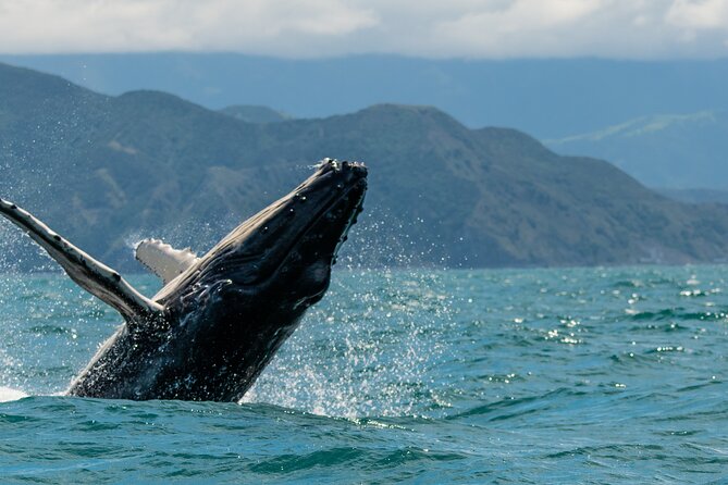 Kaikoura Whale Watch Tour from Christchurch - Small Group - Kaikōura between mountains and sea