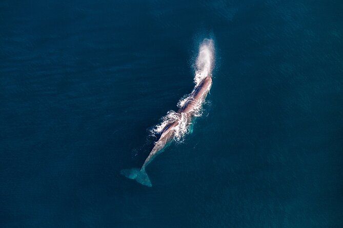 Kaikōura Whale Watching - 1hr 20min Ultimate Adventure - What the small group means for you