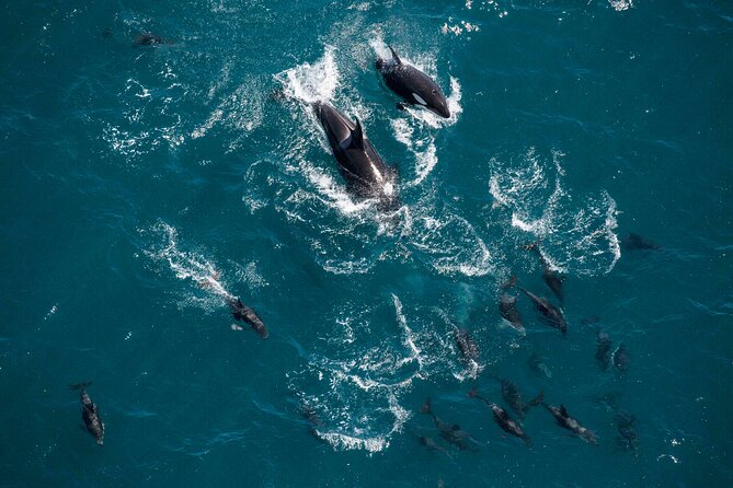 Kaikoura Whale Watching - 45 Minute Ocean Safari - Wildlife possibilities, from sperm whales to dolphins