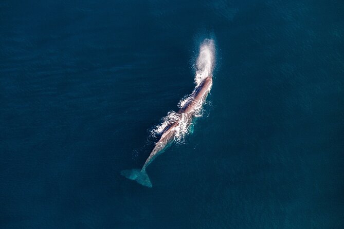 Kaikoura Whale Watching - 45 Minute Ocean Safari - Meeting point, timing, and weather planning