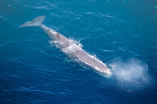 Kaikoura Whale Watching - 45 Minute Ocean Safari - The remote hilltop landing