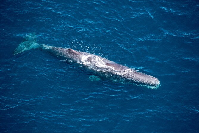 Kaikōura Whale Watching and Scenic Landing - 1hr Premier Tour - Why Kaikōura Works So Well From the Air