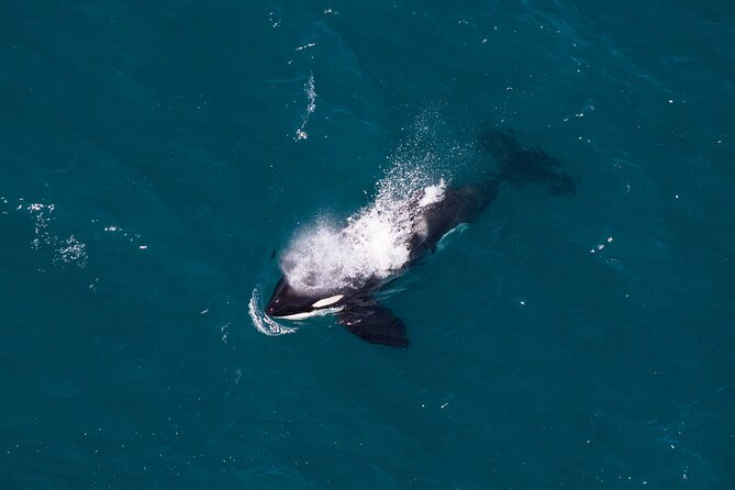 Kaikōura Whale Watching and Scenic Landing - 1hr Premier Tour - Landing in the Seaward Kaikōura Ranges