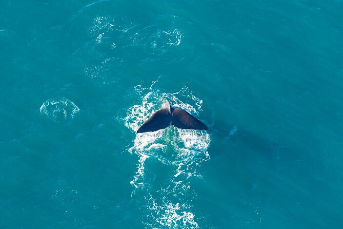 Kaikōura Whale Watching and Scenic Landing - 1hr Premier Tour - Timing, Pickup, and What to Check Before You Go