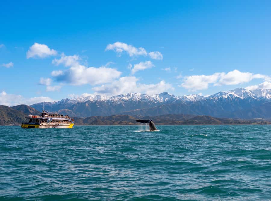 Kaikoura: Whale Watching Cruise - What happens during the two-hour cruise