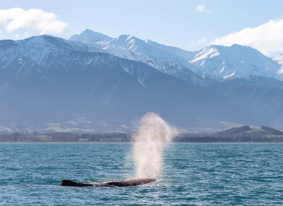 Kaikoura: Whale Watching Cruise - The crew, commentary, and Māori perspective