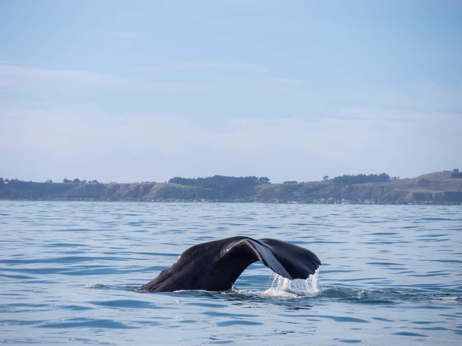 Kaikoura: Whale Watching Cruise - Who should book this Kaikoura cruise?