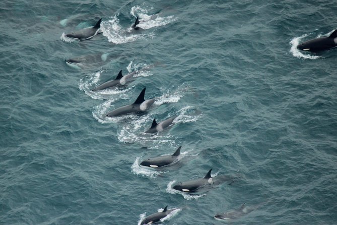Kaikoura: Whale Watching Flight - Why an aerial whale watch changes the view