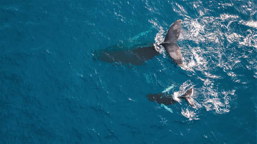 Kaikoura: Whale Watching Flight with Commentary - Key points before you book