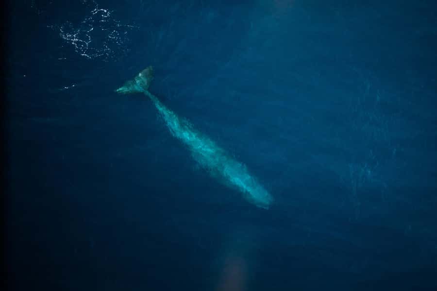 Kaikoura: Whale Watching Flight with Commentary - The pilots make a real difference