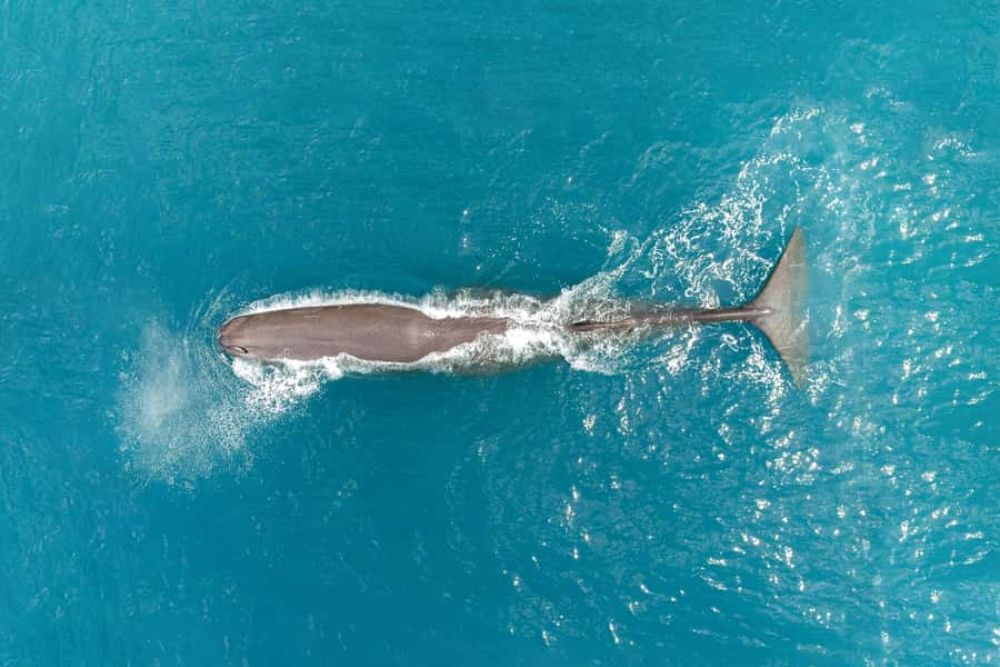 Kaikoura: Whale Watching Flight with Commentary - At Kaikoura Airport, the experience starts early