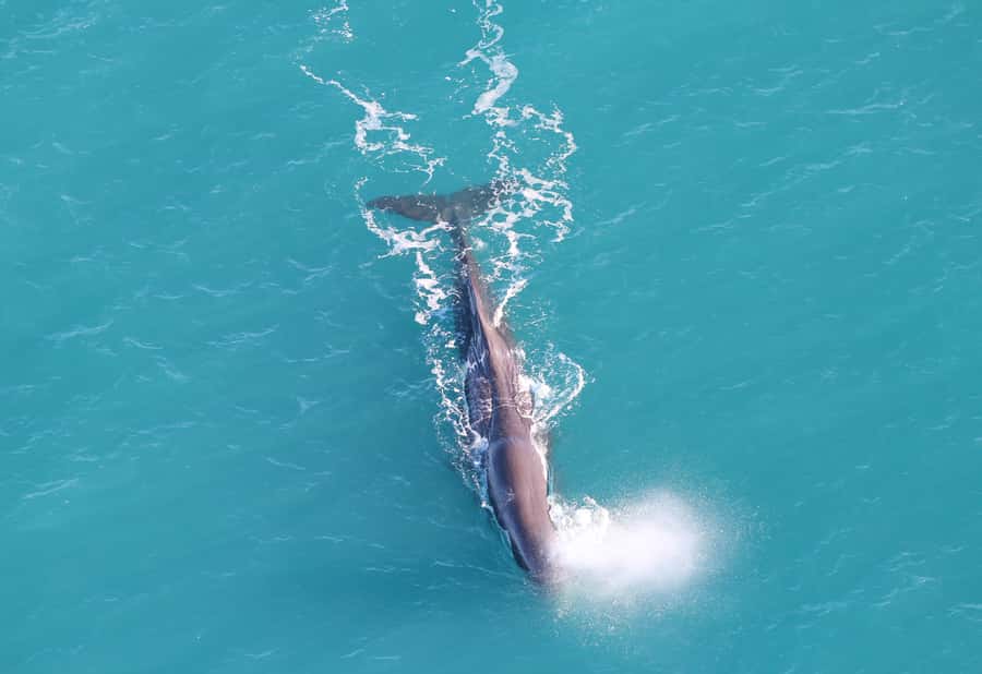 Kaikoura: Whale Watching Flight with Guided Commentary - Why seeing Kaikōura from the air is different