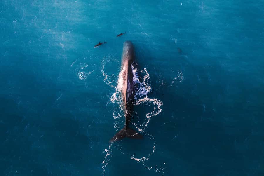 Kaikoura: Whale Watching Flight with Guided Commentary - The pre-flight briefing: short, useful, and worth your attention