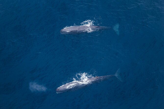 Kaikoura: Whale Watching Flight - Searching for sperm whales and dolphins