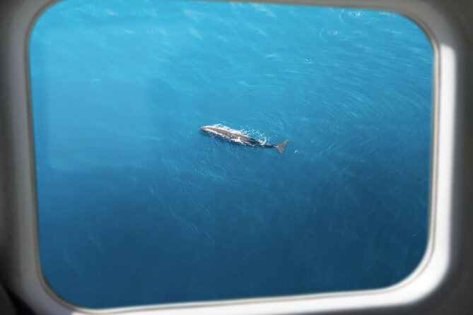 Kaikōura Whale Watching Scenic Flight (40 Minutes) - What you see during the 40-minute flight