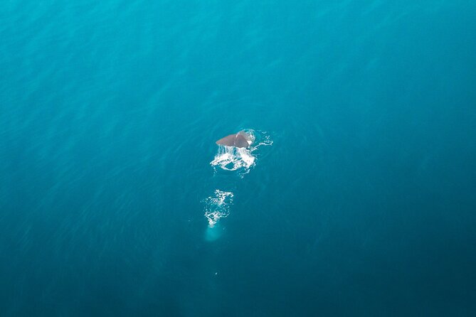 Kaikōura Whale Watching Scenic Flight (40 Minutes) - How the small plane handles the viewing