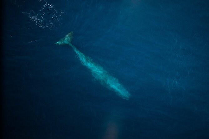 Kaikōura Whale Watching Scenic Flight (40 Minutes) - Is $170.66 good value?