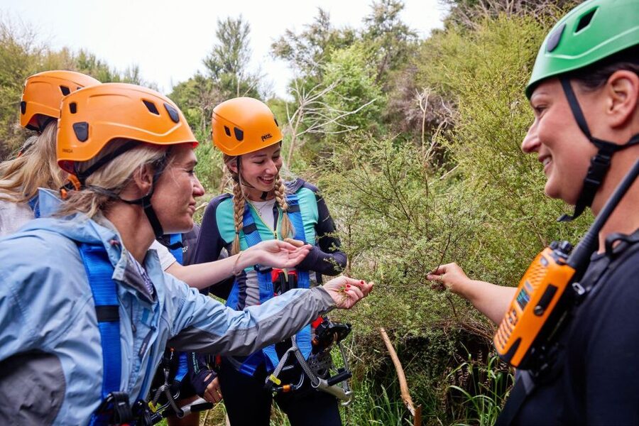 Kaikōura: Zipline and Native Forest Adventure Trip - Is $118 a fair price?