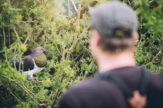 Kapiti Island: Classic Guided Day Tour - Guided walks through a protected bird sanctuary