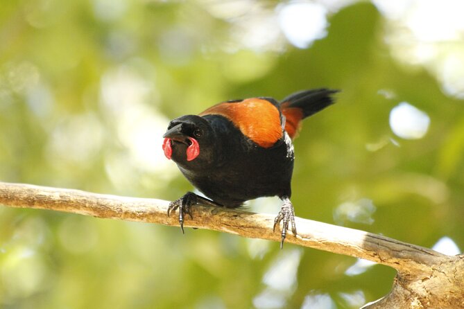 Kapiti Island Classic Guided Day Tour - What the $191.76 price includes