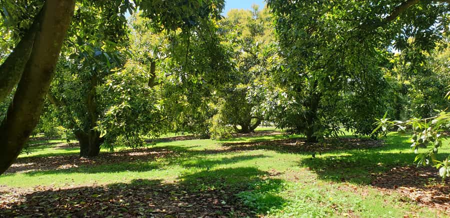 Katikati: Guided Avocado Adventures with Tasty Treats - Seasonal picking and the machine demonstration