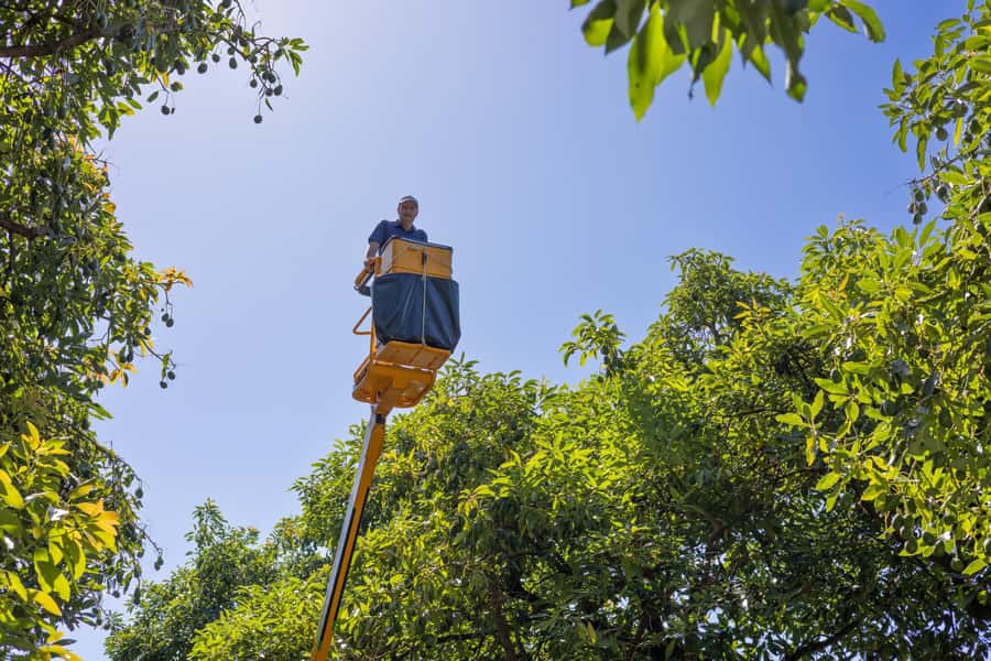 Katikati: Guided Avocado Adventures with Tasty Treats - Planning the 90-minute visit