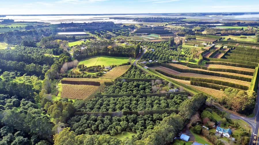 Katikati: Guided Avocado Adventures with Tasty Treats - Avocado trees, birds, and the working orchard