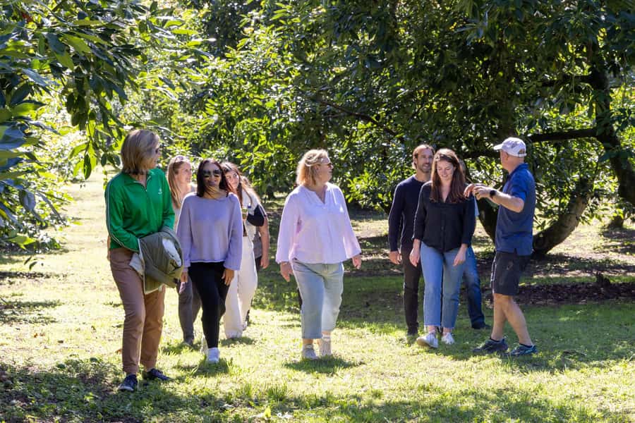 Katikati: Guided Gourmet Avocado Tour - Should you book the avocado tour?