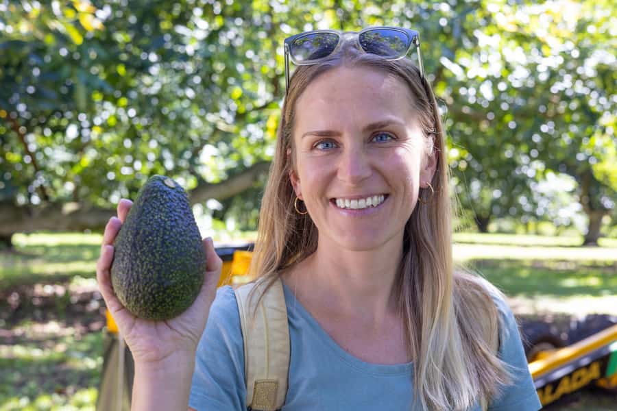 Katikati: Guided Gourmet Avocado Tour - Seasonal avocado picking and farm equipment