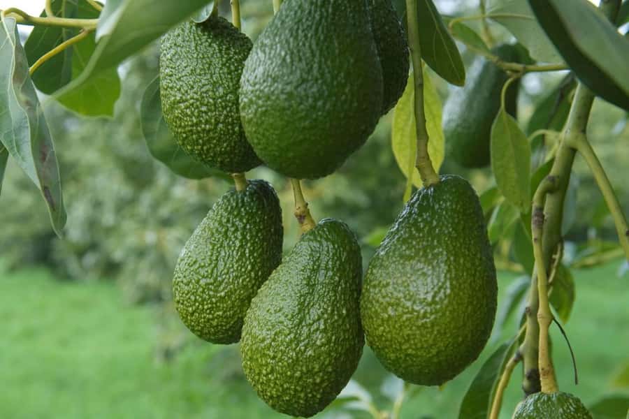 Katikati: Guided Gourmet Avocado Tour - The gourmet tasting brings the tour together