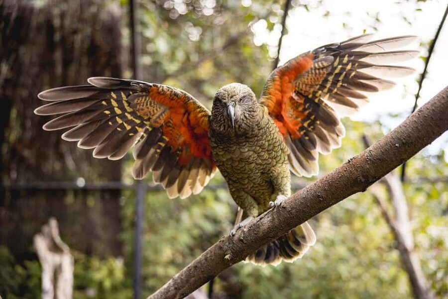 Kiwi Park Admission Ticket - Key points at a glance