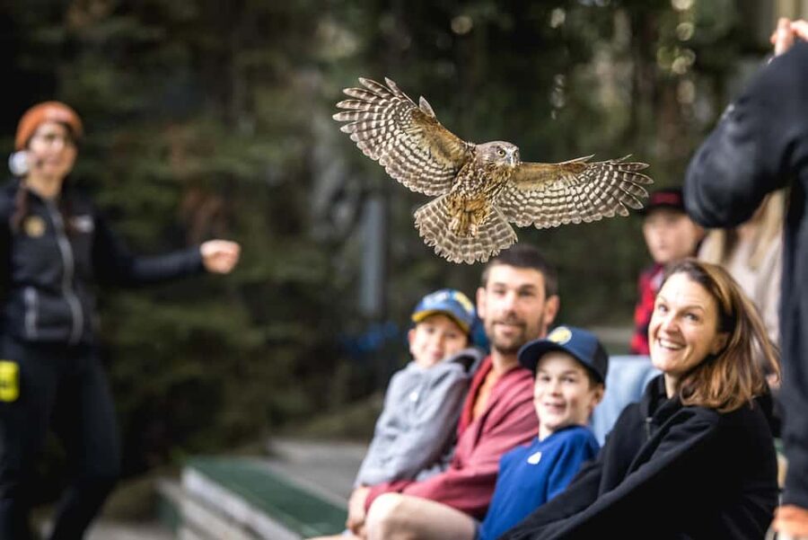 Kiwi Park Admission Ticket - Honeybees add a welcome change of pace