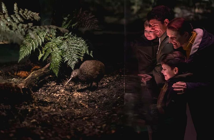 Kiwi Park Admission Ticket - What the visit feels like for families