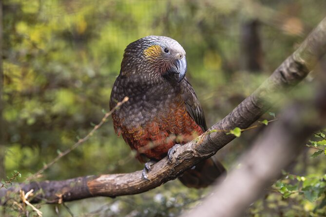 Kiwi Park Queenstown Admission - Is the $39.72 admission good value?