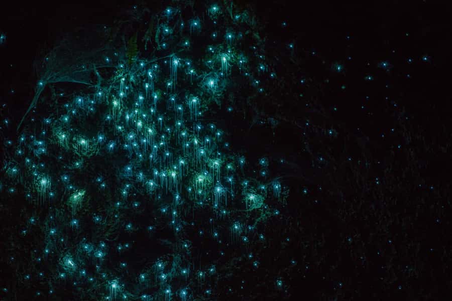 Lake Karapiro: Evening Kayak Glowworm Tour - Key points to know