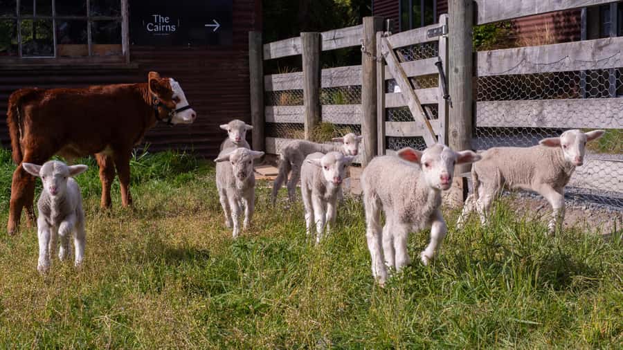 Lake Tekapo: Guided Petting Zoo Visit - A close-up farm visit in the heart of Lake Tekapo